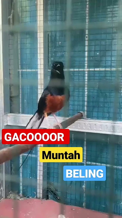 MURAI BATU GACOOOOR MUNTAH BELING #gacor #masteranmurai #muraibatugacor #kenaringerolpanjang