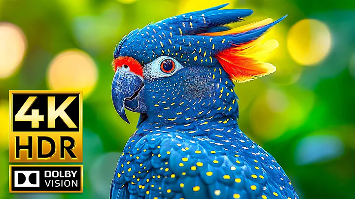 Incredible Wildlife in Stunning 4K HDR 60fps Dolby Vision