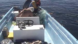 Saving a Humpback Whale Caught in a Net