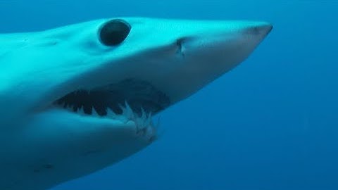 Worst Shark Attacks Covered, Non Big 3