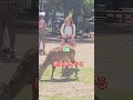 外国人に餌を与える鹿 日本の鹿 🫎❤️💙