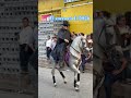 El zorro en la Trinidad 2026 #badbunny #viral #parati #hipicos #caballos #fyp #elzorro