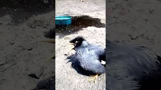 Download Lagu jalak kebo mata kuning kristal-asli bisa ngomong#shorts MP3