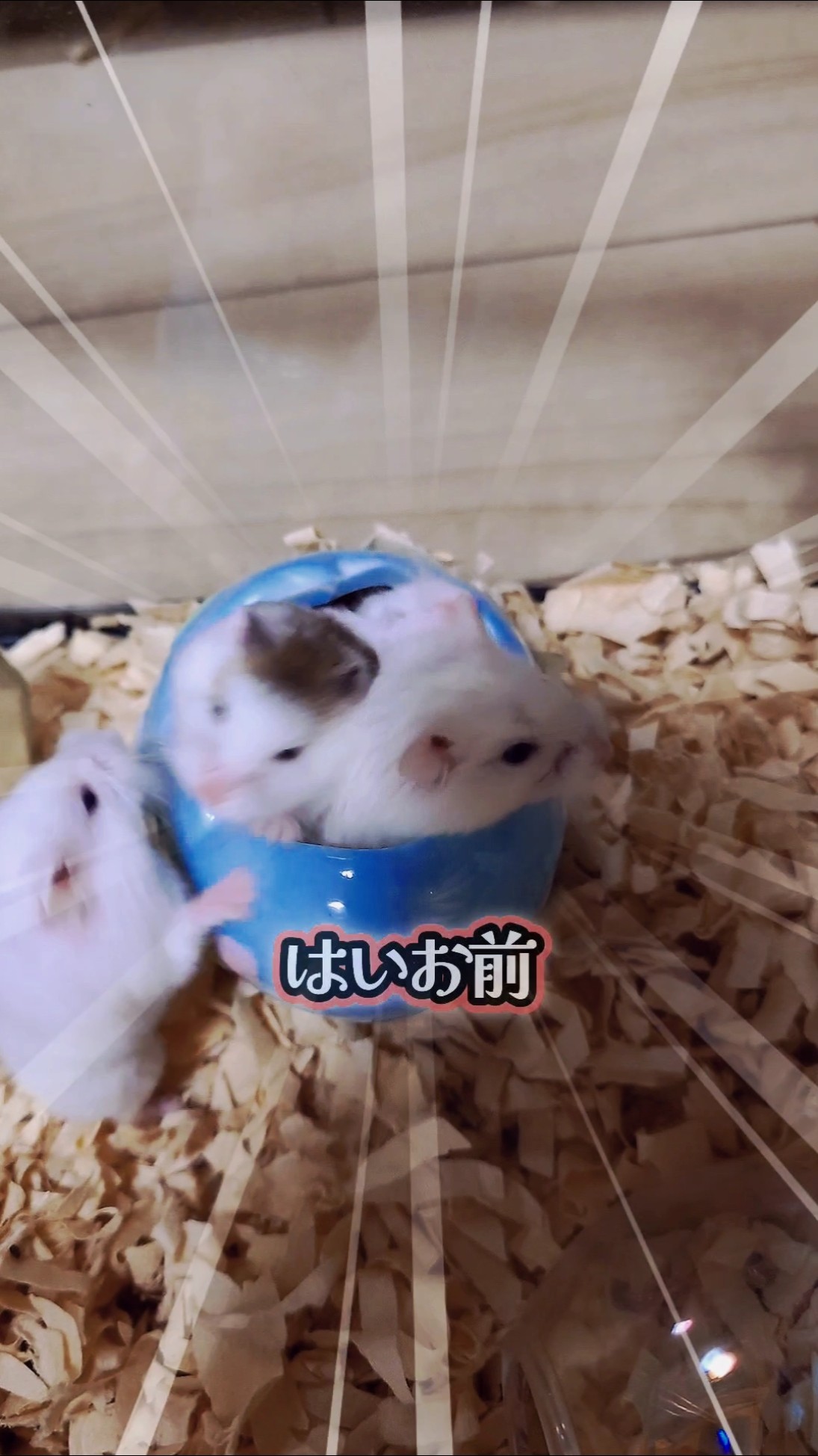 Please forgive me 🥺 I just wanted to show you the cuteness of my