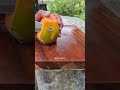 Pure Knife Cutting ASMR🔪So Relaxing Vegetable CuttingSharp Knife Sounds | #asmr #fruitcutting #viral