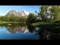 Birds singing in the forest on a summer day