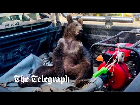Bear cub high on 'mad honey' gets rescued in Turkey