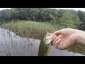 魚の目を失明させてしまった。。I blinded black bass eyes . #4K