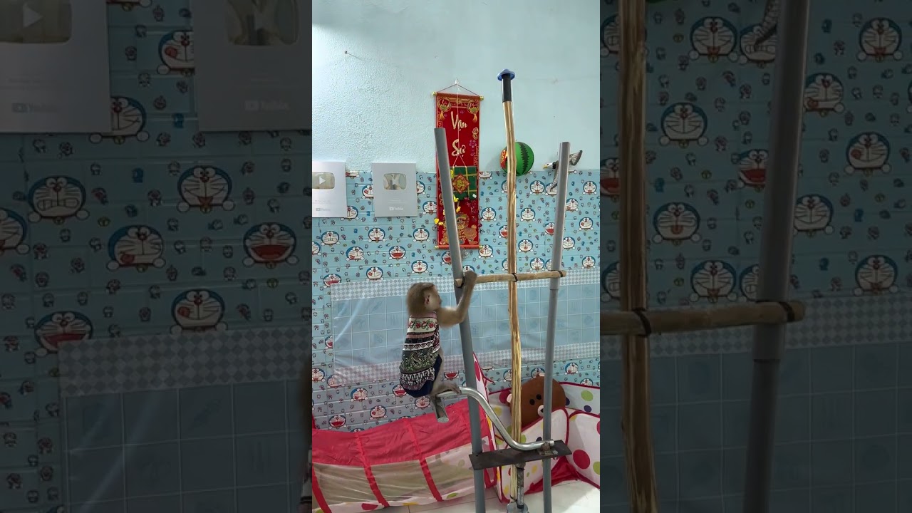 sam boy performing monkey circus in the air is so cute