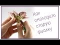 Как омолодить старую фиалку