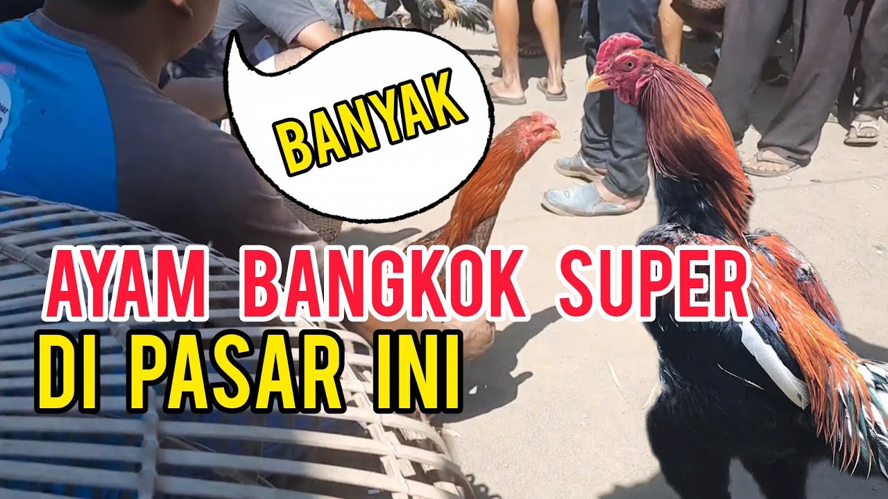 PASAR AYAM SLEMAN || RAMAI DI SETIAP HARI PASARAN