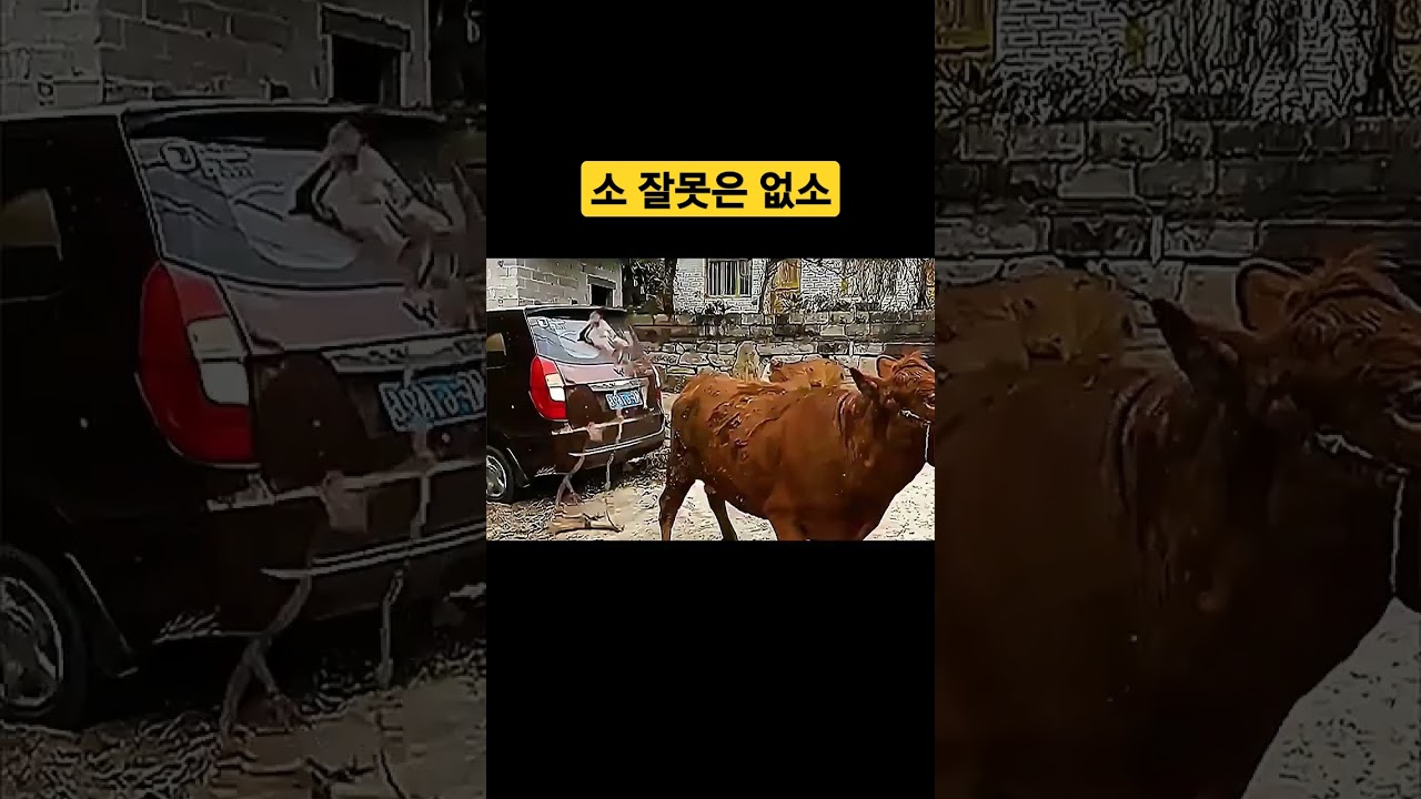 차를 소로 끌어내면 발생하는 경악할 일 