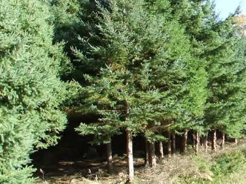 Video: Canadian Spruce 