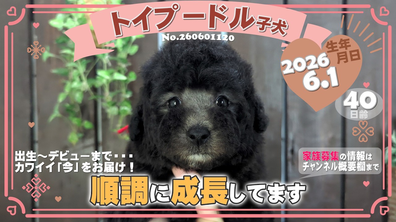 トイプードル子犬｜2026.6.1生（40日齢）②｜グレー｜女の子｜滋賀県
