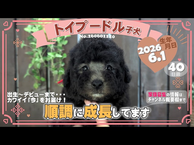 トイプードル子犬｜2026.6.1生（40日齢）②｜グレー｜女の子｜滋賀県