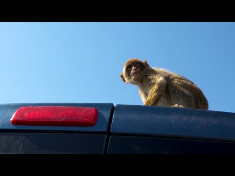 Baby Monkeys Destroy Crew’s Van | Seven Worlds, One Planet  | BBC Earth