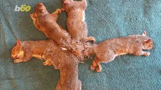 How 5 Squirrels Became 'Hopelessly Entangled' by Their Tails