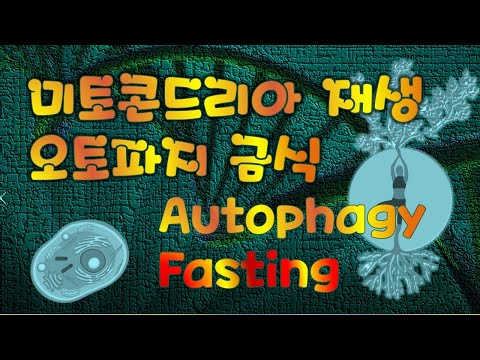 11.자가포식 금식 autophagy fasting