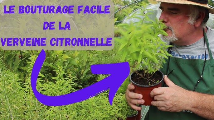 La sauge officinale de la bouture à la tisane