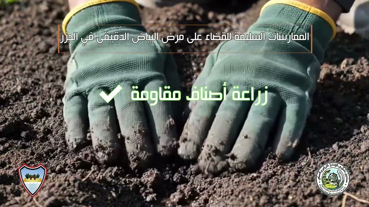 #مرض_البياض_الدقيقي_على_محصول_الجزر #الأسباب- طرق الوقاية تابعوا المرشد الزراعي  لتصلك كل جديد 