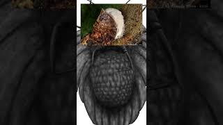 Une cochenille du Crétacé #géologie #science #geology #fossil #fossile #paleontology #paléontologie