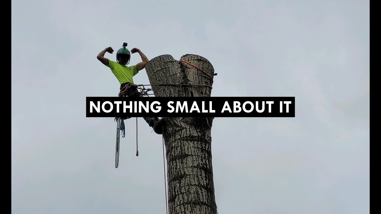 Cutting Down a Massive Tree - YouTube