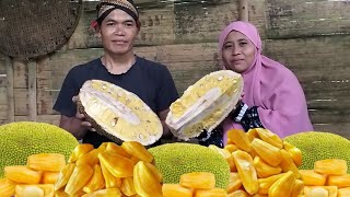 Nangka mateng di pohonnya petik untuk dimakan bersama kang Angger pradesa