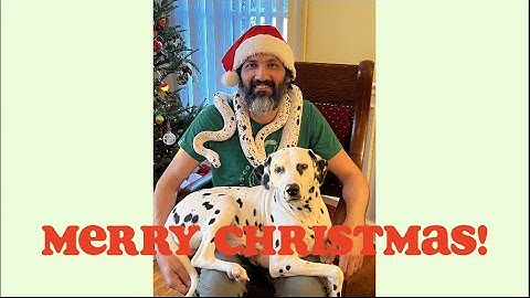 "Cruella" Golden Child Cow Morph Reticulated Python | Rare & Beautiful - Episode 38