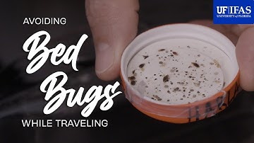 How to Avoid Bed Bugs While Traveling