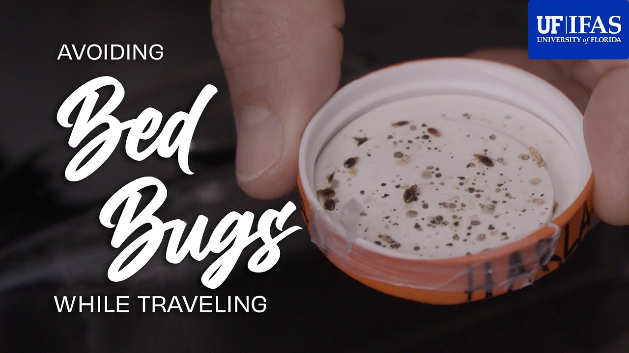 how-to-avoid-bed-bugs-while-traveling-youtube