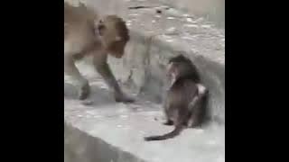 KEJAAMMMM... MENYEDIHKAN... KETIKA SEEKOR INDUK MEMPERLAKUKAN KASAR TERHADAP ANAKNYA...🐵🐵🐵🐵🐵😇