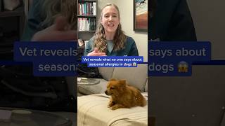 Vet reveals what no one says about seasonal allergies in dogs 😱🐶 #shorts