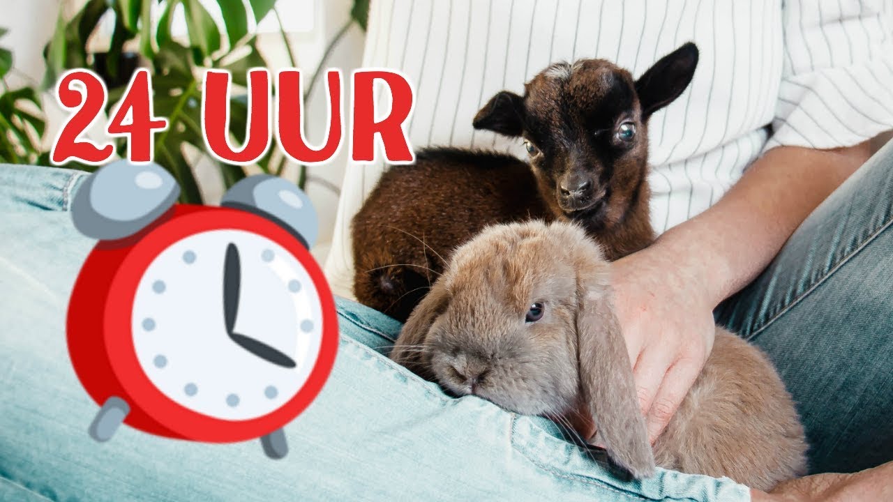 24 UUR ZIEKE DIEREN VERZORGEN