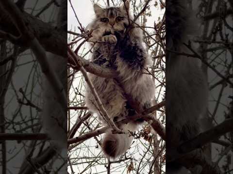 Такой отдыхает #кот #кошки #котики #коты #отдых #домашниеживотные #питомцы #зверь #втоп