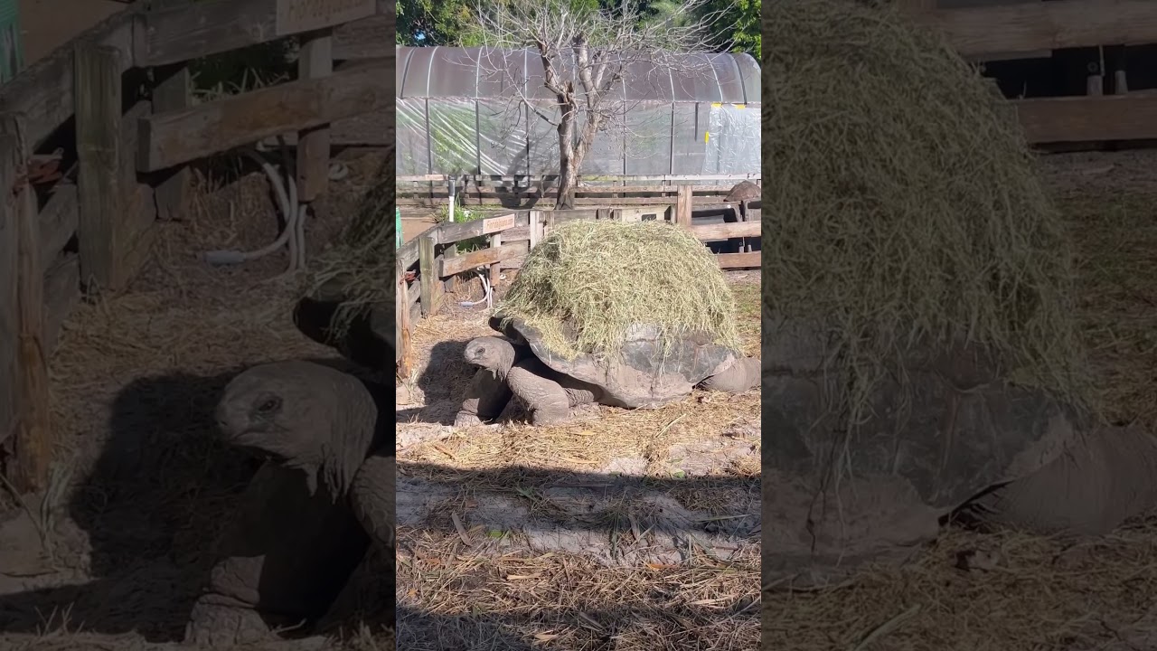 Giant Tortoise wears his blanket to work