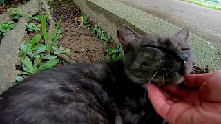 公園で寝ていた野良猫をナデナデしたら喜んで足元をスリスリしてきた