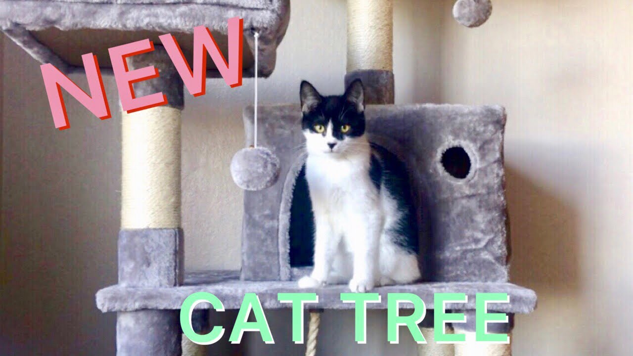 Kitties Get a New PAWSCOO Cat Tree - Product Review