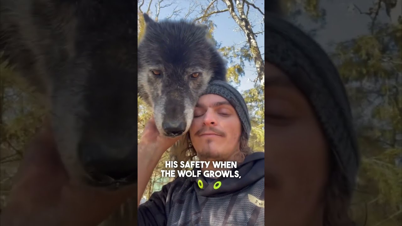 This Man Is Best Friends With Wolves Liondad 1987