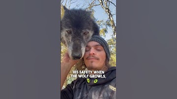 This man is best friends with wolves 😱 @Liondad_1987