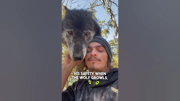 This man is best friends with wolves 😱 @Liondad_1987 - DayDayNews