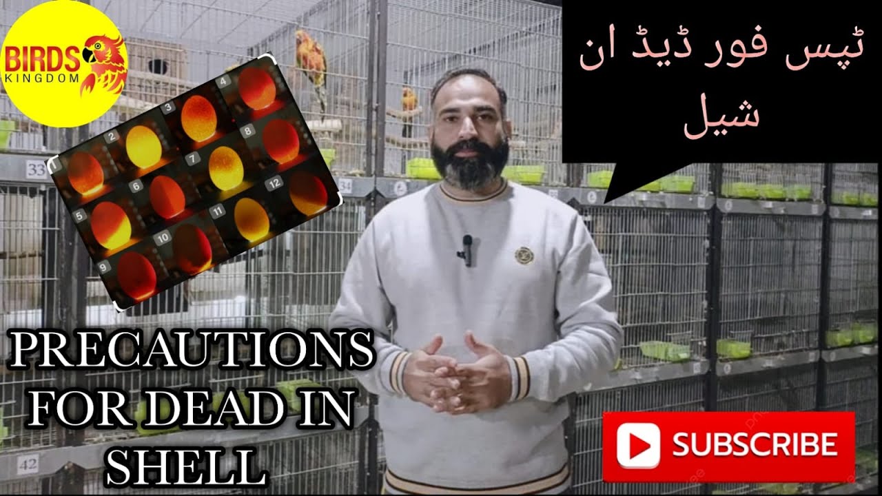 How we take precautions in Dead in shell | پرندوں میں ڈیڈ انشیل کی ...
