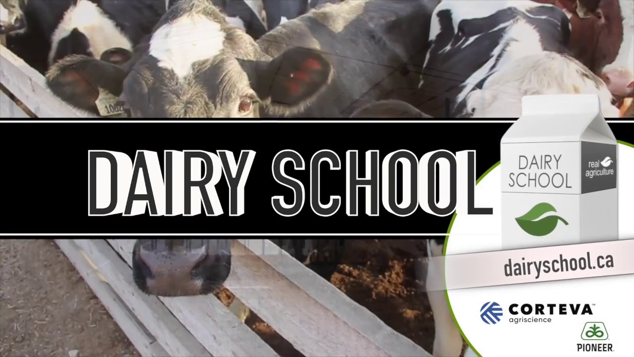 Молочная школа: 20-киловаттный биореактор питает молочную ферму Онтарио