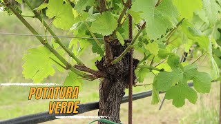 POTATURA VERDE (scacchiatura) + TIMELAPS  ACCRESCIMENTO GERMOGLI