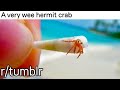 r/tumblr | A Tiny, tiny, hermit crab.