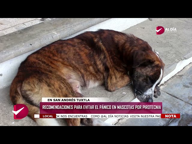 RECOMENDACIONES PARA EVITAR EL PÁNICO EN NUESTRAS MASCOTAS POR PIROTECNIA