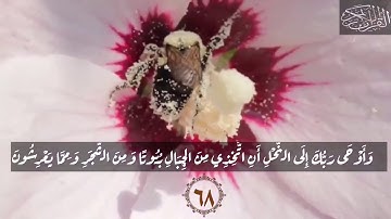 سورة النحل تلاوة خاشعة للقارئ الشيخ عبد الباسط عبد الصمد "واوحى ربك الى النحل"