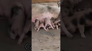 Babi Melahirkan Kembarzoo