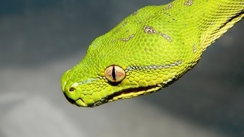 Green Tree Python - Colouration Change - Evie