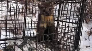 Pine marten Colorado