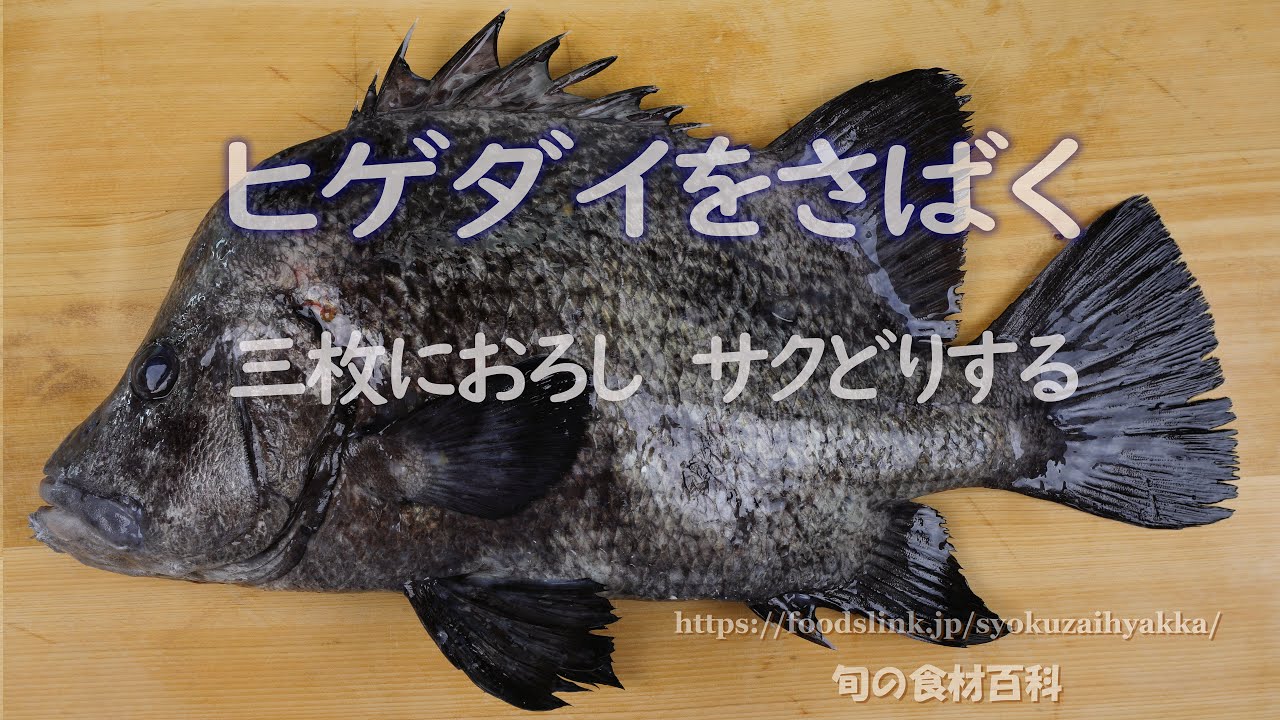 ヒゲダイのさばき方 動画あり 旬の魚介百科 ヒゲダイのさばき方 動画あり 旬の魚介百科